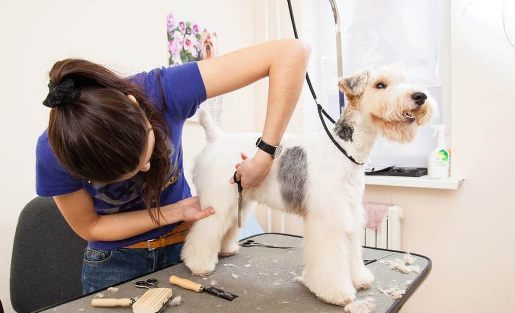 The Importance of Regular Grooming for Pets